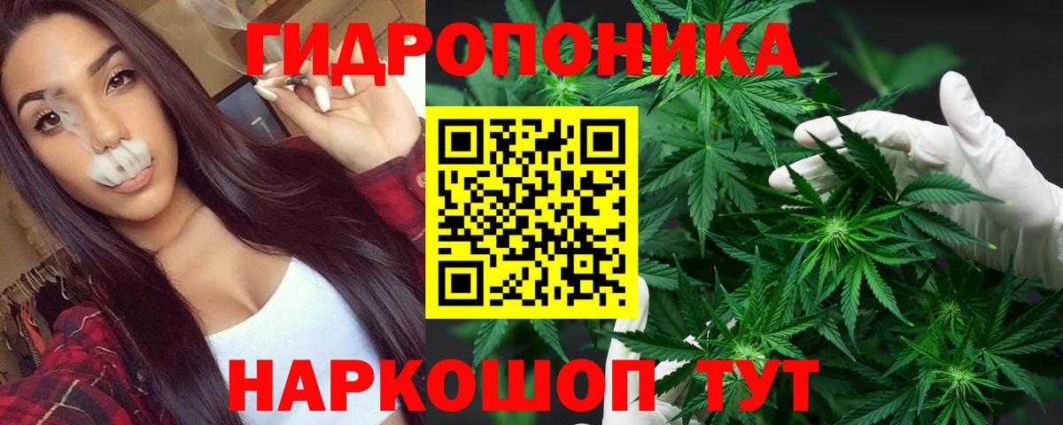 Конопля сатива Мурино